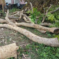 নিলাম ছাড়াই নওগাঁর বদলগাছী হাসপাতালে সরকারি গাছ কাটার অভিযোগ